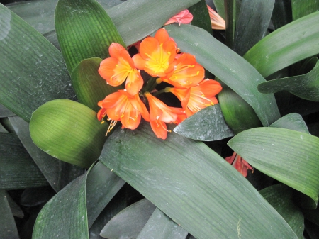 Colorful Flowers a garden makeup 43 - Flowers, garden, green, photography, Orange