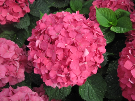 Colorful Flowers a garden makeup 44 - red, photography, green, flowers, hydrangeas, garden