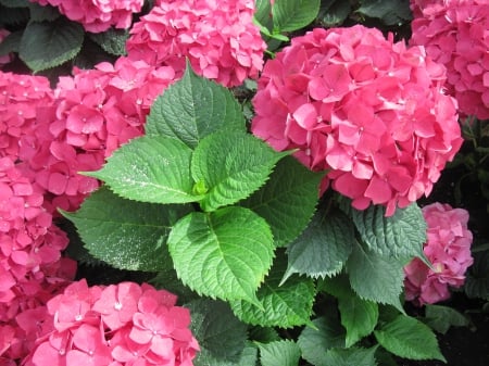 Colorful Flowers a garden makeup 47 - red, photography, green, flowers, leaf, hydrangeas