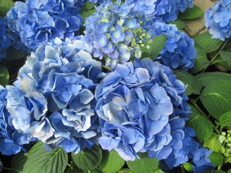 Colorful Flowers a garden makeup 49 - photography, blue, green, hydrangeas, flowers