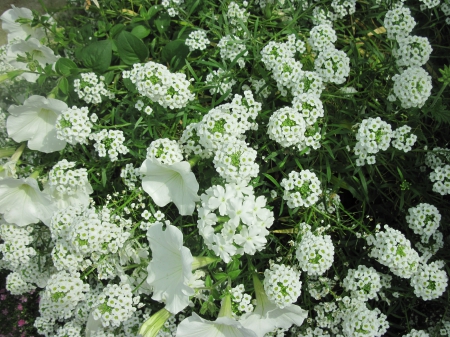 Colorful Flowers a garden makeup 48 - white, photography, green, petunias, flowers, garden