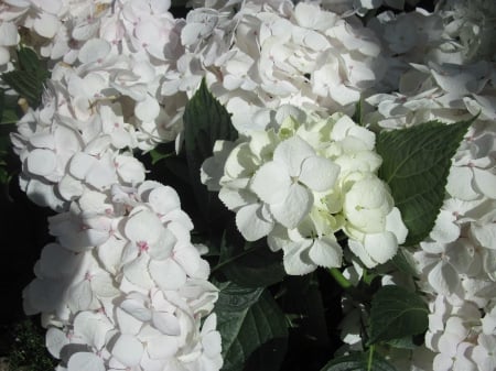 Colorful Flowers a garden makeup 51 - white, photography, green garden, green, hydrangeas, flowers, garden