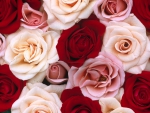 Pink,Red,White Roses