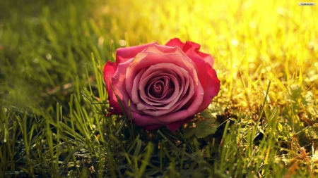 Pink Rose on the Grass  Outside - rose, pink, outside, the, on, grass