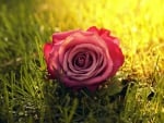 Pink Rose on the Grass  Outside