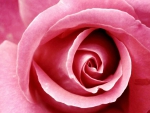 A Very Beautiful Pink Rose