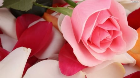 A very Pretty Pink Rose laying Down - lovey, pretty, rose, pink