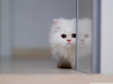 Cute White Cat!