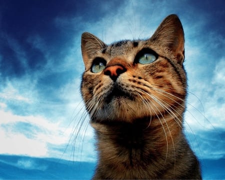 ~Cat~ - cat, sky, animal, cute