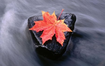 ~Maple Leaf and The Running Stream~ - straem, maple, nature, leaf