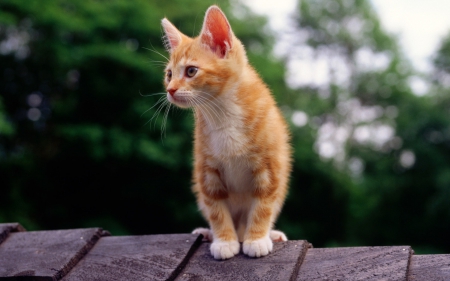 Cat - sleeping, beauty, cat face, hat, animals, sleepy, paws, face, pretty, cute, cat, kitty, lovely, kitten, cats, beautiful, sweet