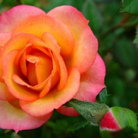 Orange Pink Rose