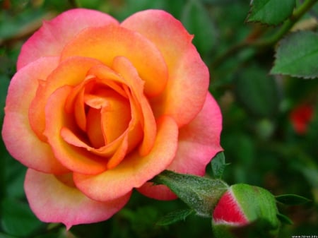 Orange Pink Rose - bud, fragrance, petals, pink, orange, leaves, nature, green, soft, rose