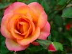 Orange Pink Rose