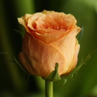 Single Orange Rose