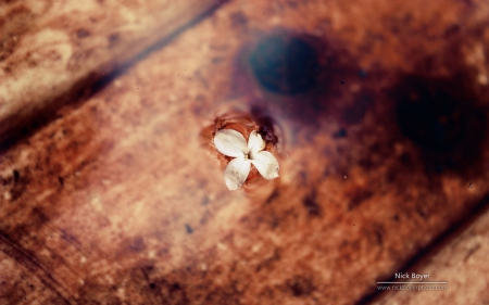 Blossom - wallpaper, water, flowers, spring, blossom, photography, nature, hd