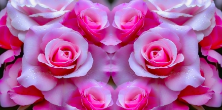 Pink Roses Collage - beauty, art, abstract, roses, collage