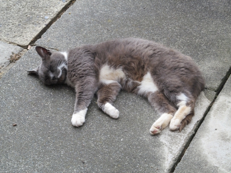 Its Too Darn Hot - animals, cats, feline, pets, domestic