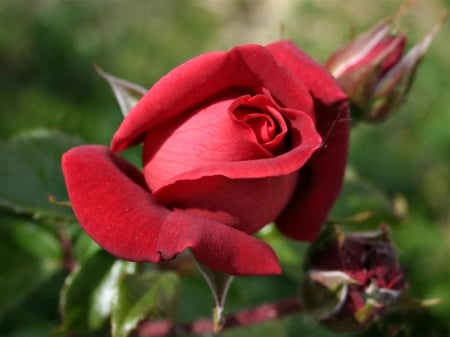 Rose - ROSES, NATURE, BEAUTY, FLOWERS