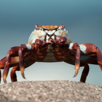Crab