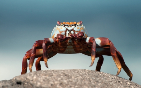 Crab - red, sand, animal, zodiac, cancer, beach, crab, blue