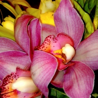 ORCHIDS