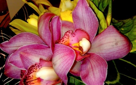 ORCHIDS - nature, flowers, blossoms, orchid