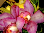 ORCHIDS