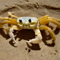 Crab