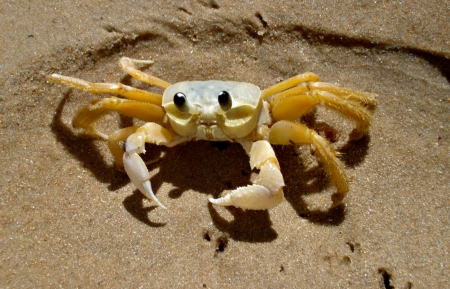 Crab - summer, animal, cute, zodiac, cancer, beach, yellow, crab, sand