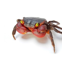 Crab
