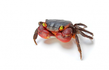 Crab - white, red, animal, zodiac, cute, cancer, crab, yellow eyes