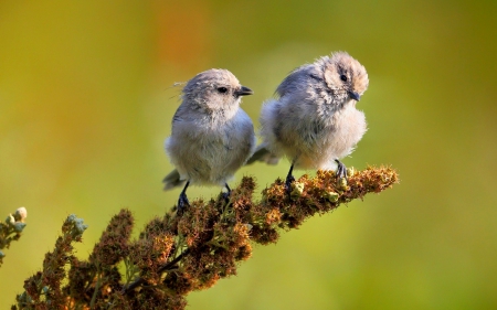 CUTE SPPAROWS - little, birds, branch, sparrows