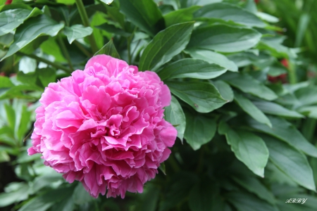 Pink Carnation from Victoria BC - carnation, pink, photography, green, flowers