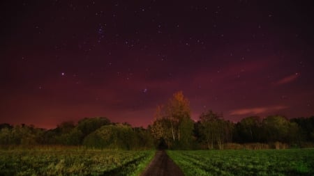 starry night in magenta - trees, magenta, road, field, night, stars