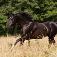 arabian horse in the pasture