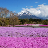 Amazing Pink Flowers Landscape