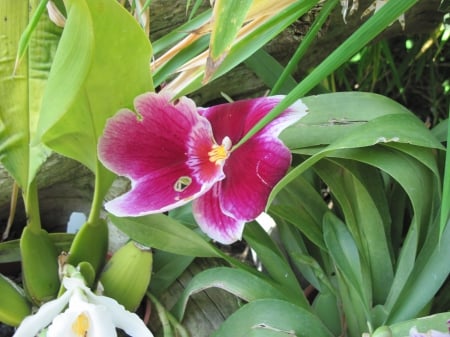 Colorful Flowers a garden makeup 57 - garden, purple, flowers, photography, green