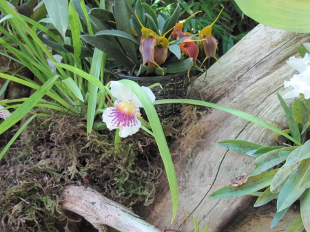 Colorful Flowers a garden makeup 58 - orchids, photography, green, flowers, garden