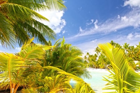 Palm Trees, paradise island and blue lagoon - beach, trees, paradise, pacific, polynesian, escape, polynesia, french, bora bora, lagoon, south, tree, sand, ocean, islands, tropical, palm, exotic, blue, beautiful, society, island, sea, tahiti