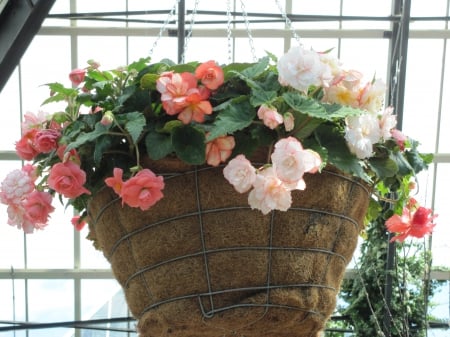 Colorful Flowers a garden makeup 70 - basket, white, Flowers, garden, photography, orange, pink