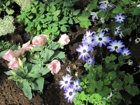 Colorful Flowers a garden makeup 74 - pink, photography, green, flowers, garden