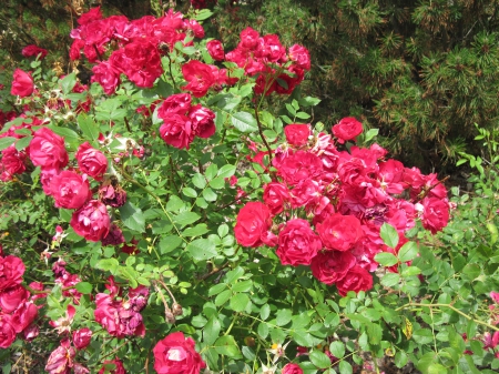 Colorful Flowers a garden makeup 77 - roses, red, photography, green, flowers, garden