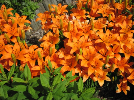 Colorful Flowers a garden makeup 83 - lily, photography, orange, green, flowers