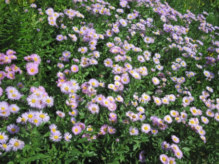 Colorful Flowers a garden makeup 84 - Flowers, garden, green, photography, Daisy, pink