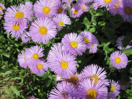 Colorful Flowers a garden makeup 87 - yellow, pink, photography, green, daisy, flowers, garden