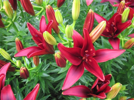 Colorful Flowers a garden makeup 89 - lily, yellow, red, photography, green, flowers, garden