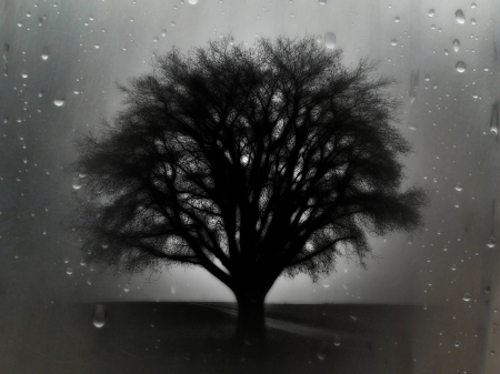 Rain - nature, wp, tree, rain