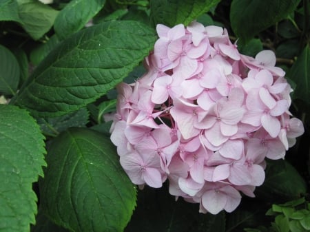 Colorful Flowers a garden makeup 96 - pink, photography, green, leaf, hydrangeas, flowers, garden