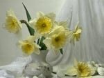 Amazing daffodils